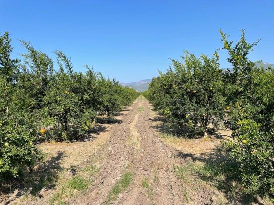 Dalyan Arıkbaşı Gerendüzü Mevkiinde 10,000m2 Satılık Nar Bahçesi