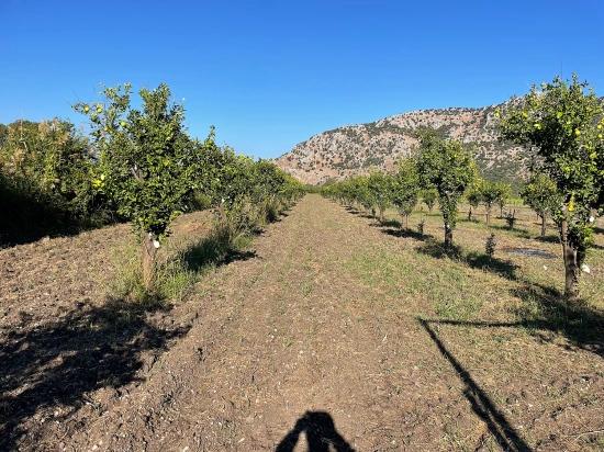 Dalyan'da Merkeze Yakın 6600m2 Satılık Tarla