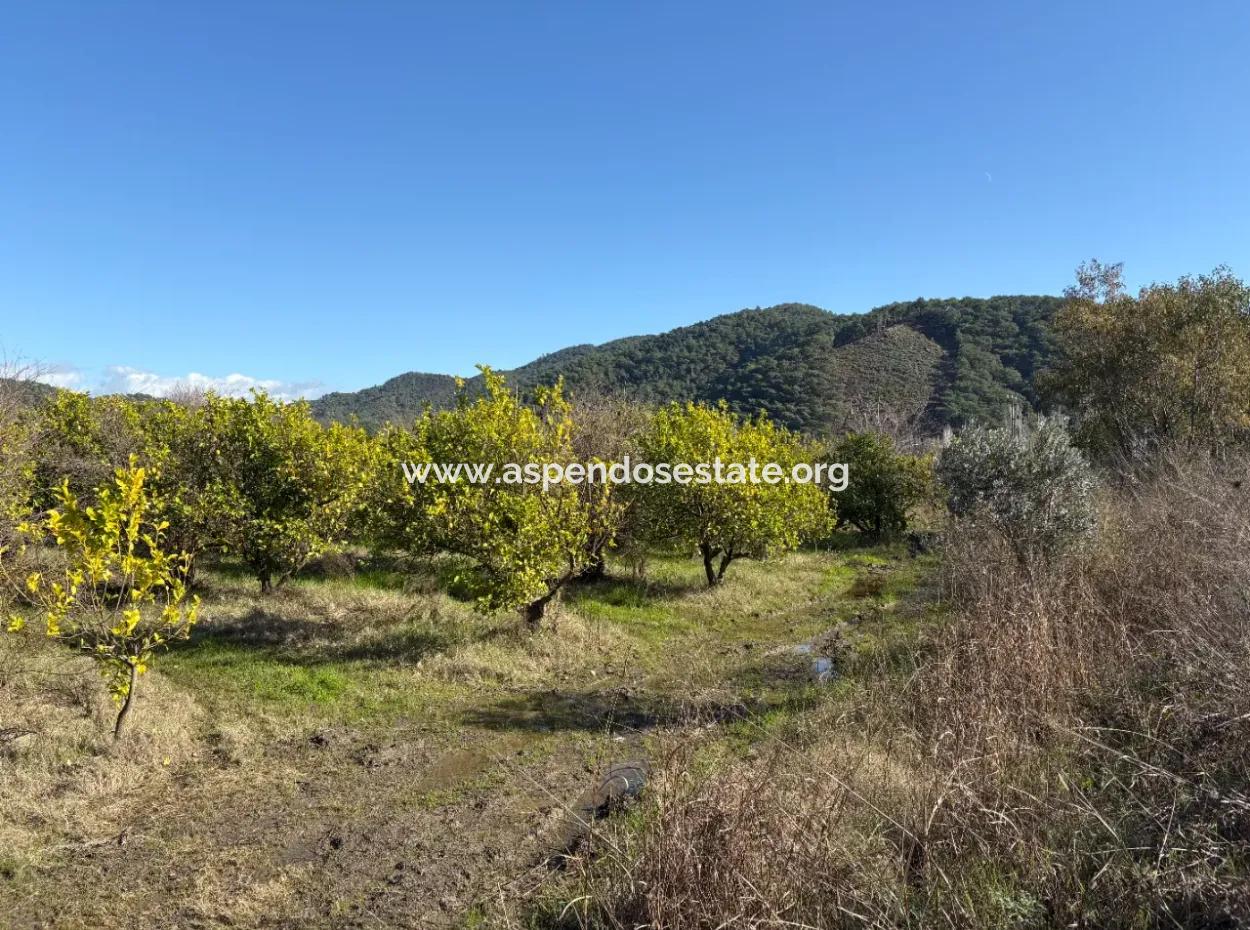 Tepearasın'da 23,000M2 Müstakil Satılık Tarla Bahçe