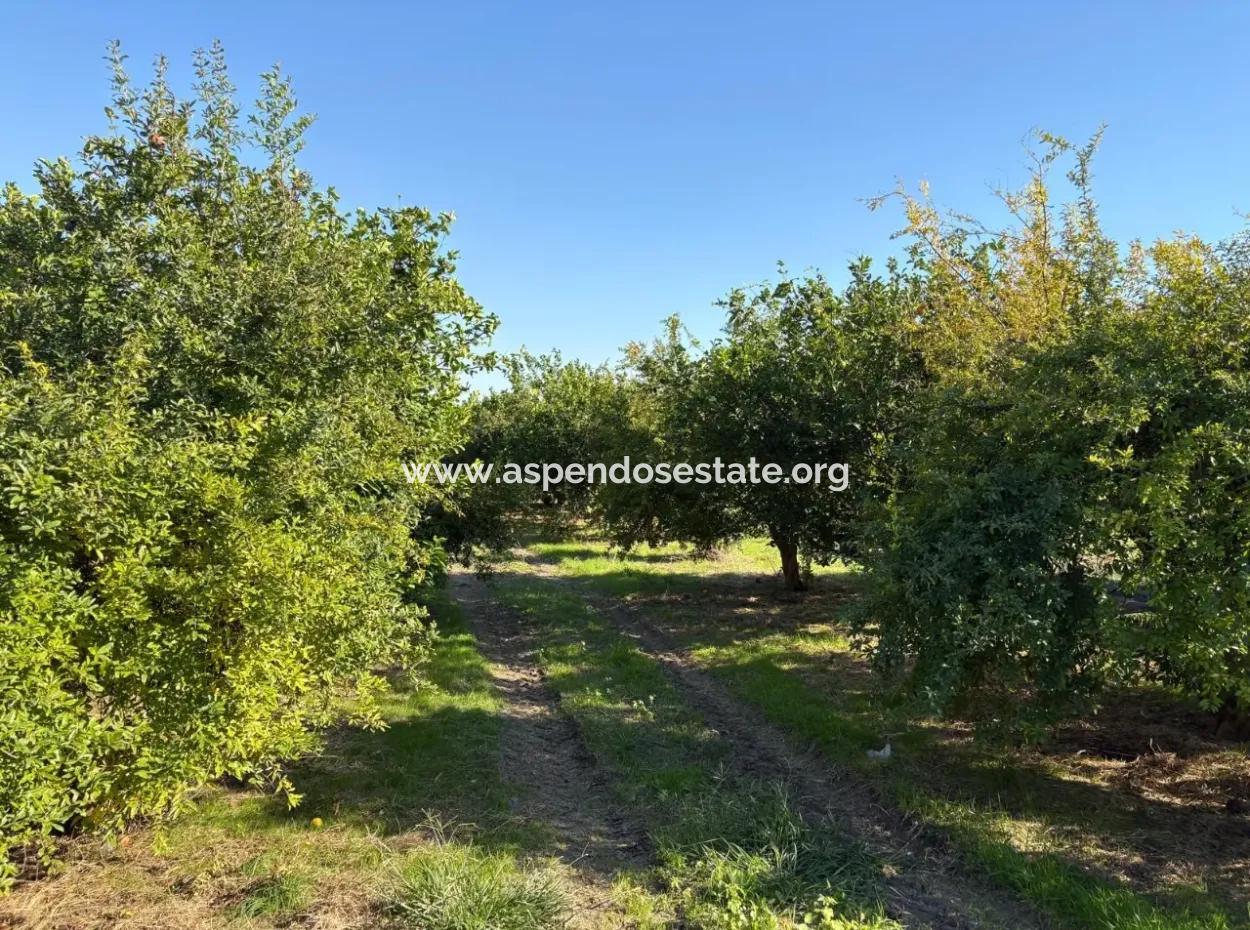 Eskiköy'de 6150M2 Satılık Limon Ve Nar Bahçesi