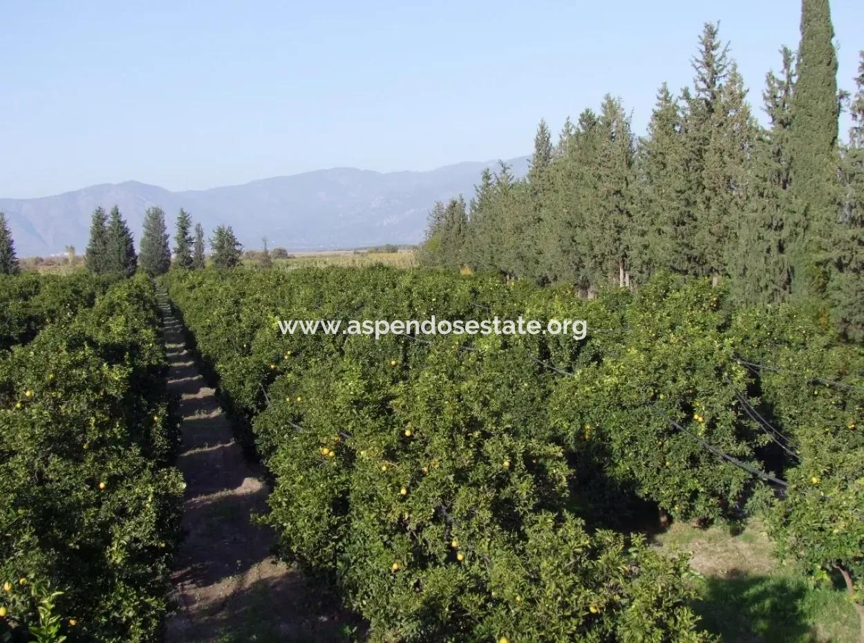 Tepearasında Satılık Bahçe Ortaca Tepearasında 65,000M2 Satılık Partakal Bahçe