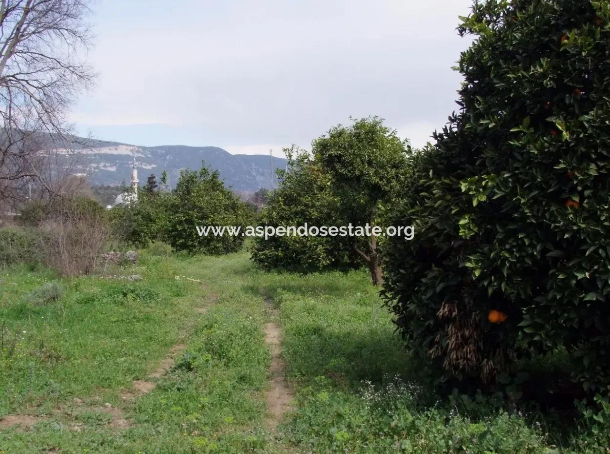 Gökçede Satılık Portakal Bahçesi 24,000M2 Denize Yakın Satılık Kelepir Satılık Bahçesi