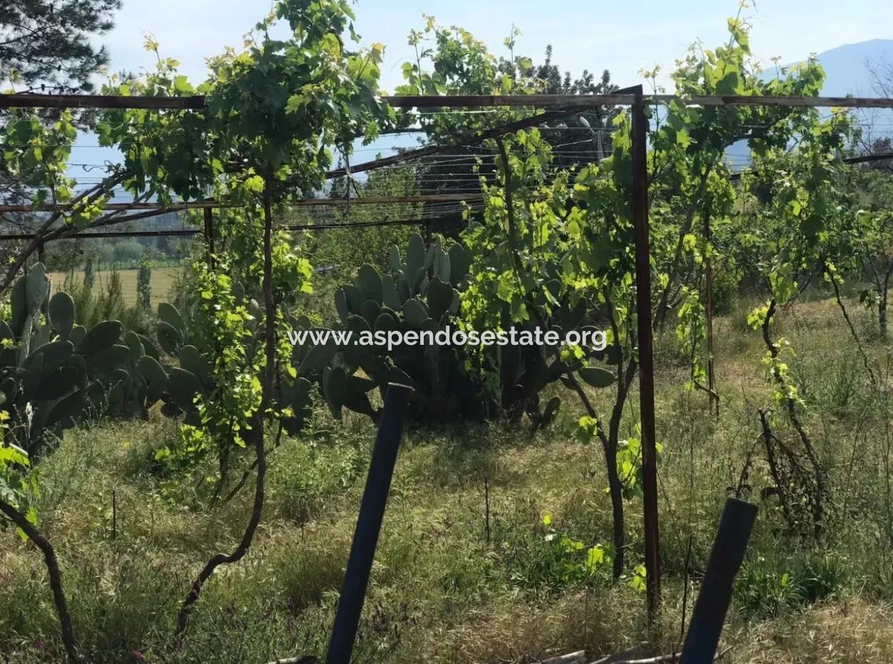 Seydikemer Korubükün Satılık 76000M2 Ciftlik Arazisi