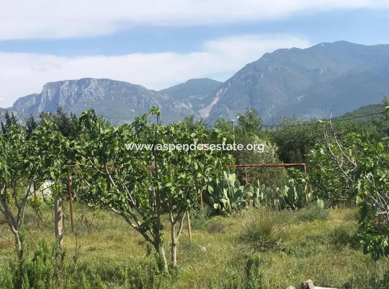 Seydikemer Korubükün Satılık 76000M2 Ciftlik Arazisi