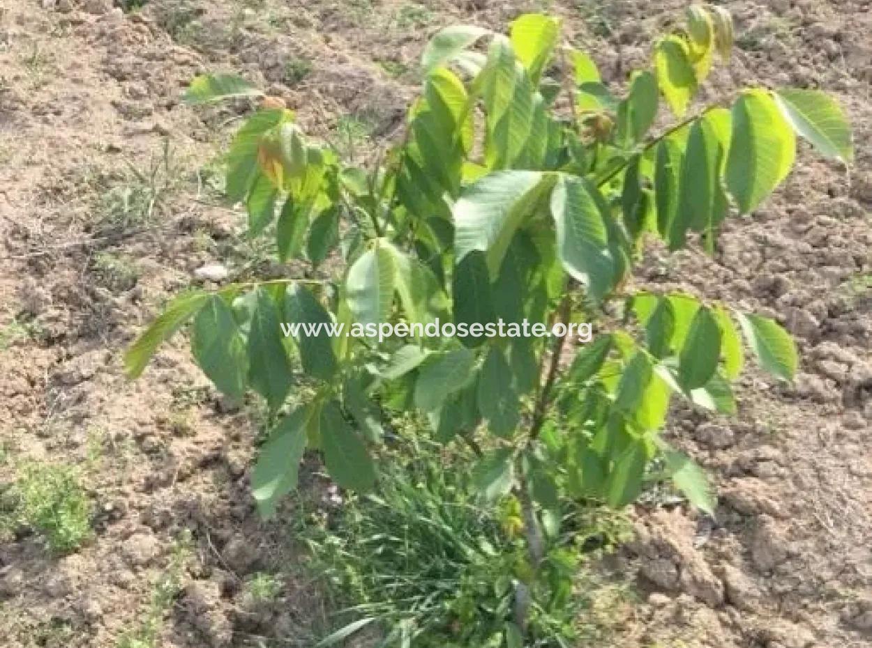 Çameli Satılık Arsa Bıcakcı Yoluna Sıfır Satılık 1562M2 Arsa