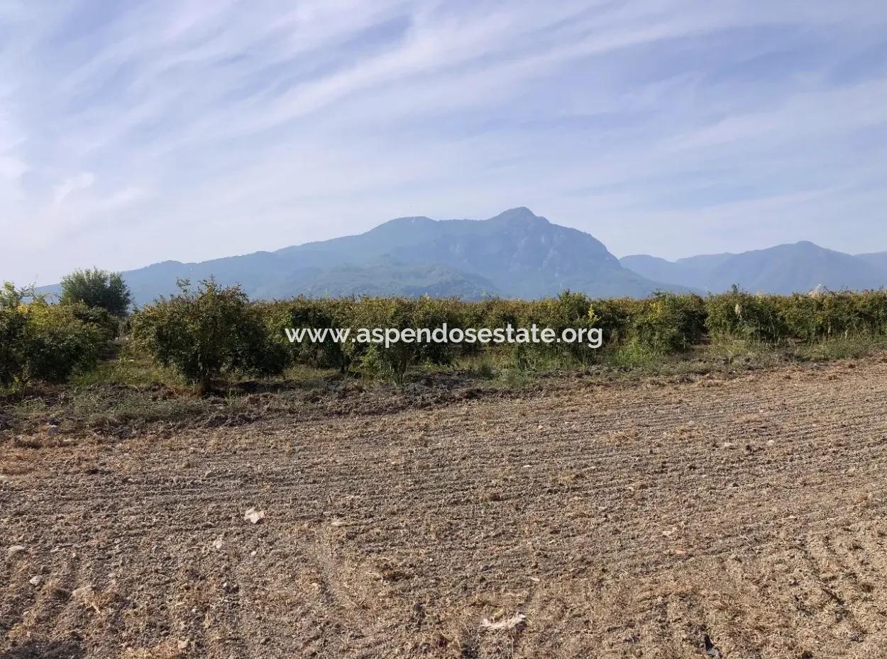 Esköyde Satılık Tarla Arsa 8500M2 Satılık Tarla Arsa