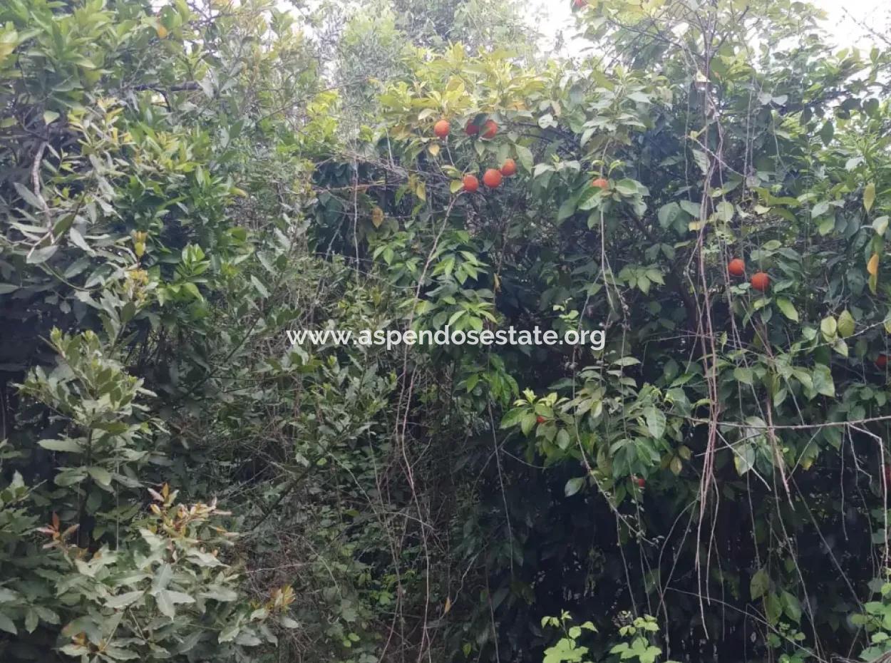 Çamlida  Satılık Arsa 11516M2 Satlık Bahçe