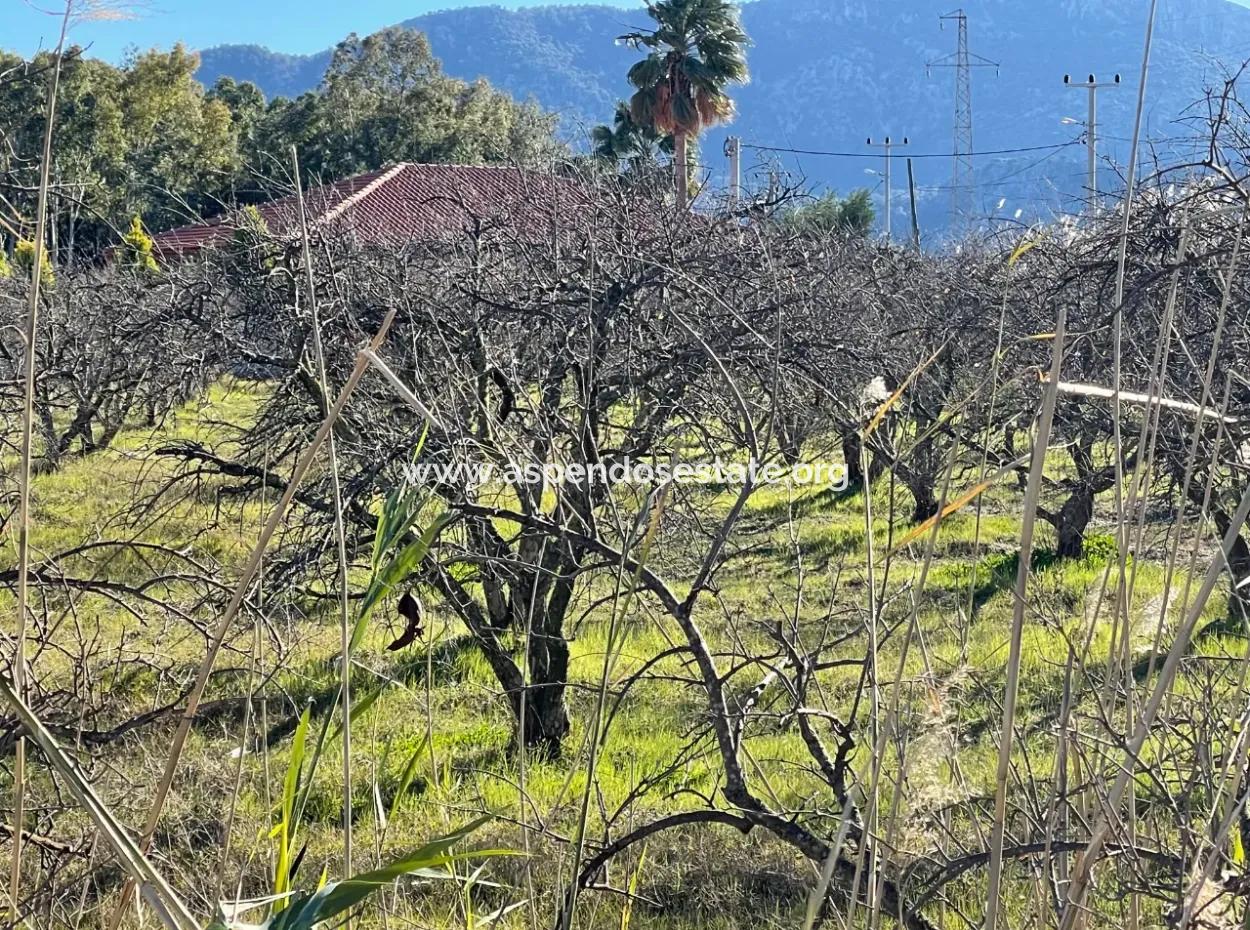 Dalyan İztuzu Yoluna Sıfır 5216M2 Satılık Tarla Arsa