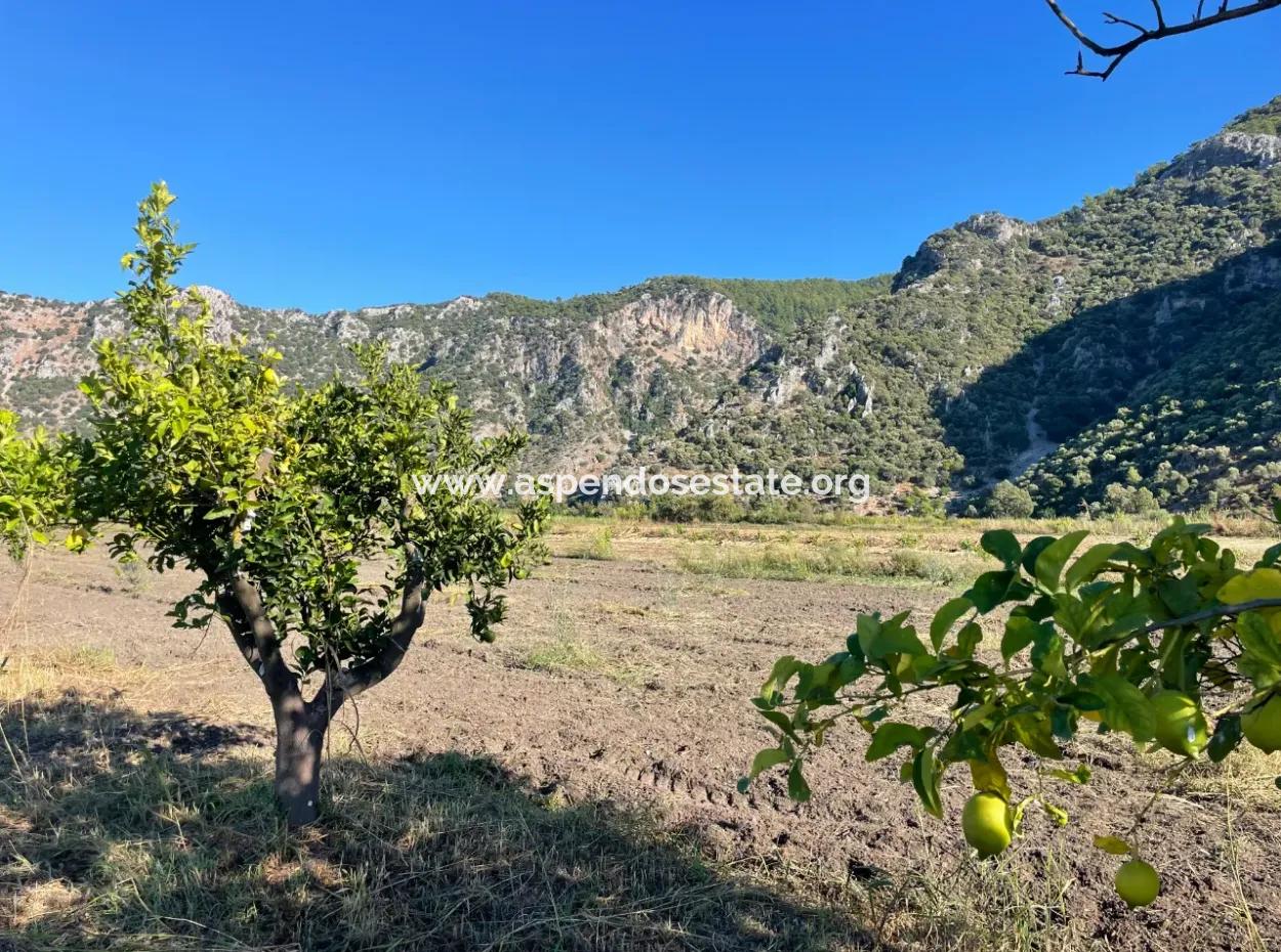 Dalyan'da Merkeze Yakın 6600M2 Satılık Tarla