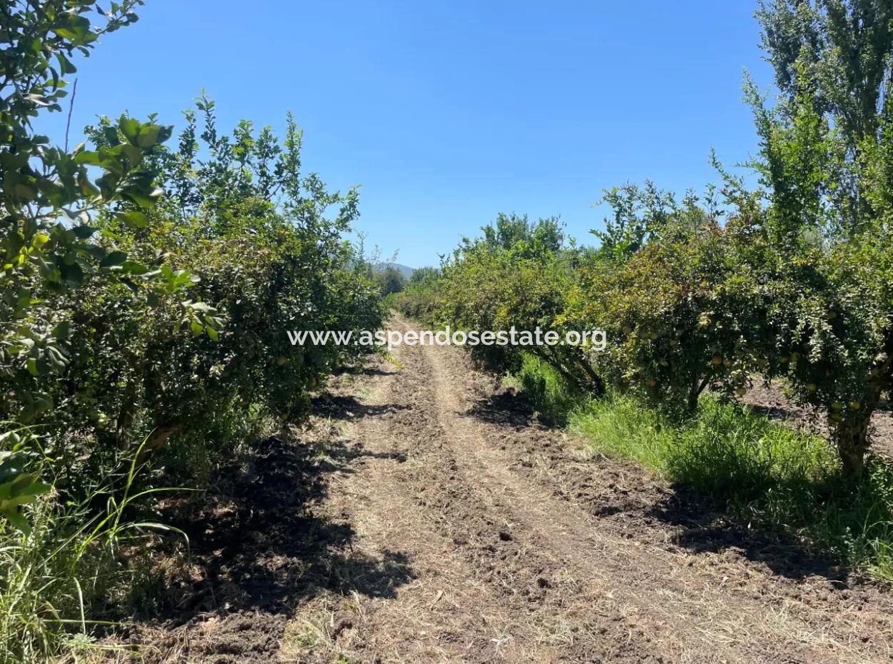 Tepearasın'da Yol Sıfır 6820M2 Nar Ve Limon Bahçesi Satılıktır