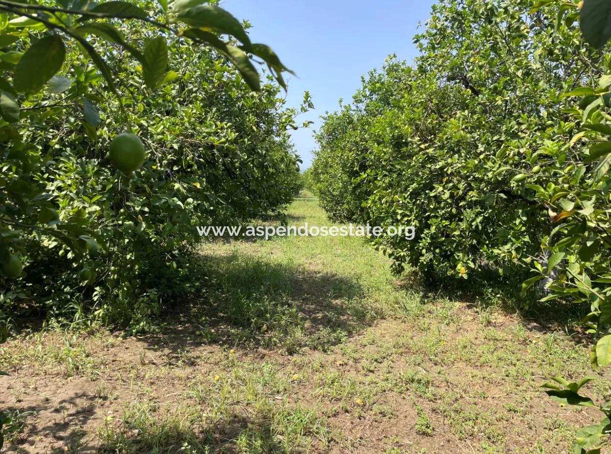 Okçular'da Köy Yerleşik Alanı İçerisinde 10.000M2 Satılık Arazi