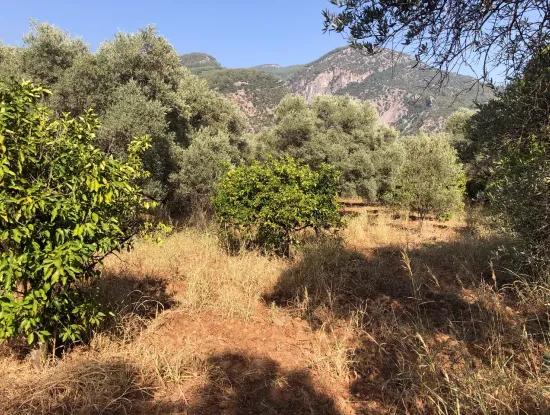 Köyceğiz Yangı'da Satılık Arsa Tarla 9406M2 Satılık Arsa