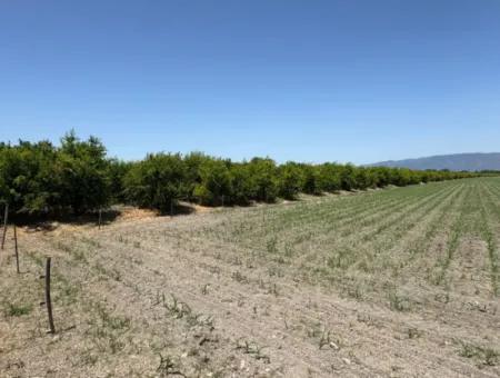 Tepearası'nda 46,550M2 Satılık Tarla