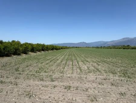 Tepearası'nda 46,550M2 Satılık Tarla