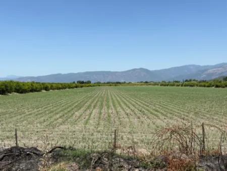 Tepearası'nda 46,550M2 Satılık Tarla