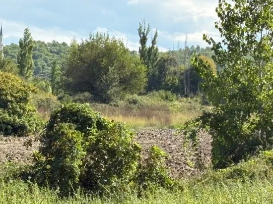 Köyceğiz Zeytinalanı'nda 10.500 M2 Satılık Tarla
