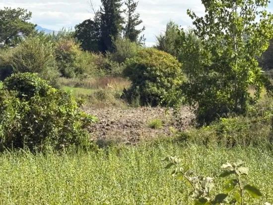 Köyceğiz Zeytinalanı'nda 10.500 M2 Satılık Tarla