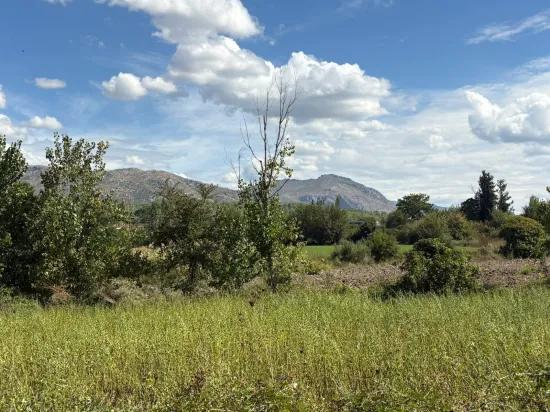 Köyceğiz Zeytinalanı'nda 10.500 M2 Satılık Tarla
