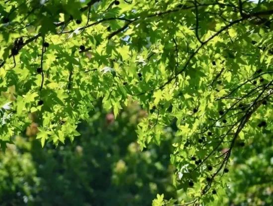 Köyceğiz Fotoğrafları